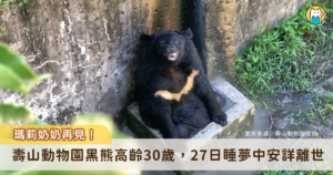 高雄壽山動物園最資深台灣黑熊「瑪莉」，27 日上午於睡夢中安詳離世，告別自在從容的一生。黑熊「瑪莉」慵懶的生活姿態深受民眾喜愛，更是園區內明星動物之一，如今 30 年精彩生命落幕，昔日坐在小水池泡 SPA 的畫面成絕響。