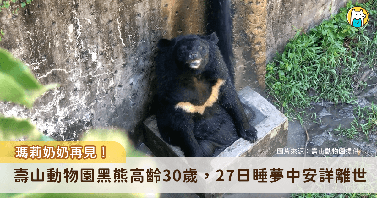 高雄壽山動物園最資深台灣黑熊「瑪莉」，27 日上午於睡夢中安詳離世，告別自在從容的一生。黑熊「瑪莉」慵懶的生活姿態深受民眾喜愛，更是園區內明星動物之一，如今 30 年精彩生命落幕，昔日坐在小水池泡 SPA 的畫面成絕響。