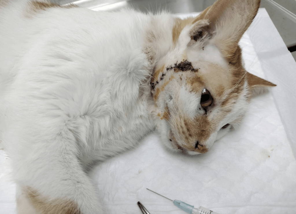 發情期雄性貓咪為了爭奪交配機會經常大打出手，新北市萬里區 2 隻公貓在路邊打架，滿臉傷痕的蜷縮在路邊角落，新北市動保處接獲通報立即派員協助救援，將傷貓帶回進行醫療。