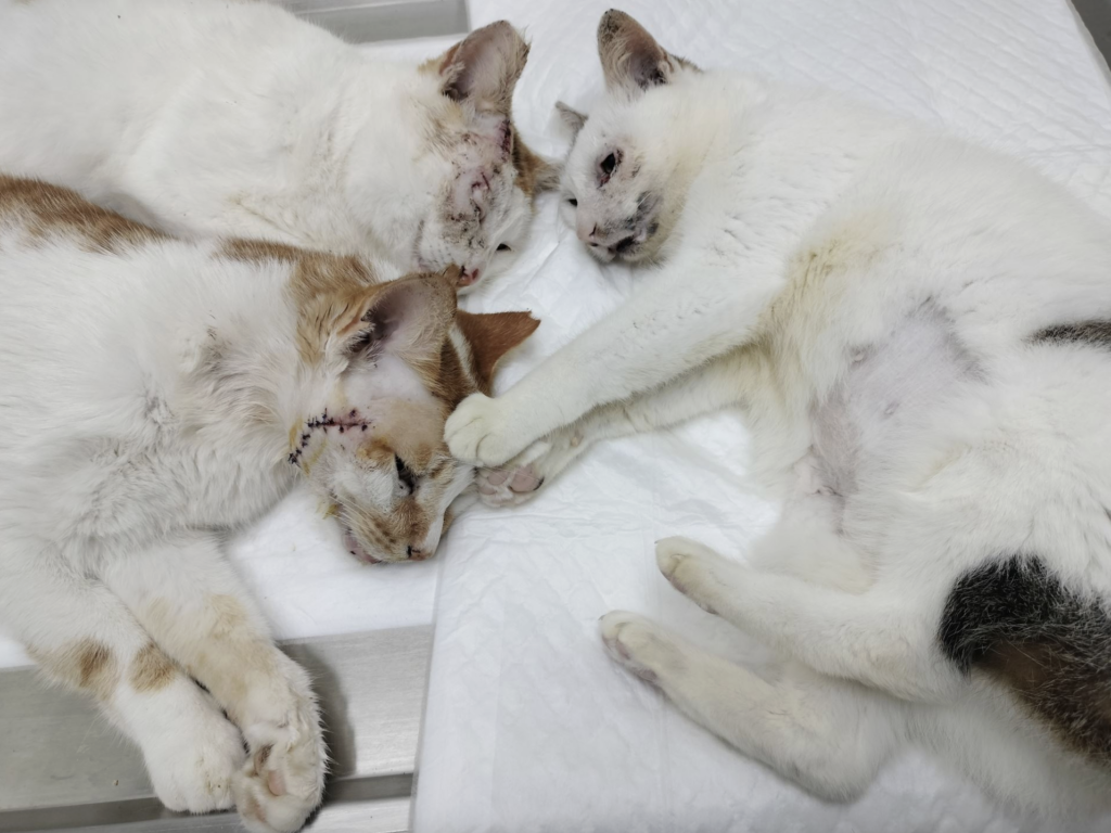 發情期雄性貓咪為了爭奪交配機會經常大打出手，新北市萬里區 2 隻公貓在路邊打架，滿臉傷痕的蜷縮在路邊角落，新北市動保處接獲通報立即派員協助救援，將傷貓帶回進行醫療。