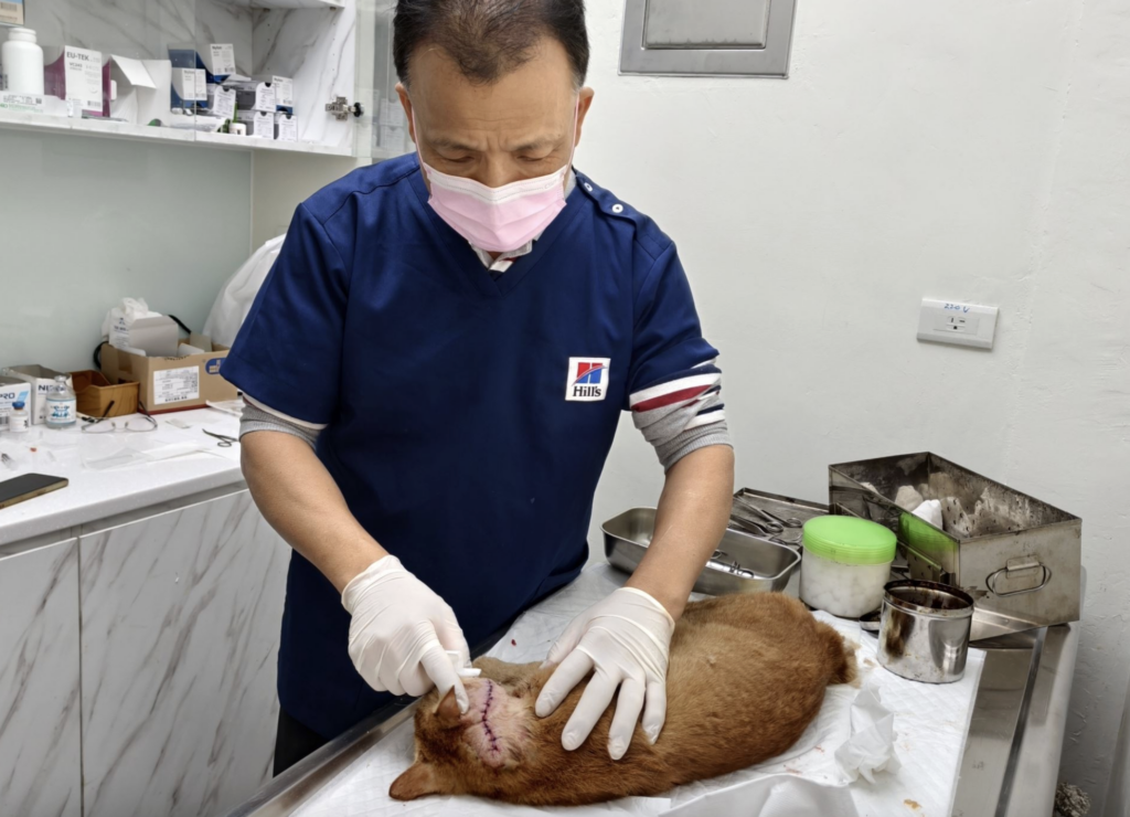 發情期雄性貓咪為了爭奪交配機會經常大打出手，新北市萬里區 2 隻公貓在路邊打架，滿臉傷痕的蜷縮在路邊角落，新北市動保處接獲通報立即派員協助救援，將傷貓帶回進行醫療。