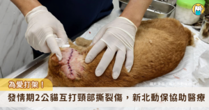 發情期雄性貓咪為了爭奪交配機會經常大打出手，新北市萬里區 2 隻公貓在路邊打架，滿臉傷痕的蜷縮在路邊角落，新北市動保處接獲通報立即派員協助救援，將傷貓帶回進行醫療。