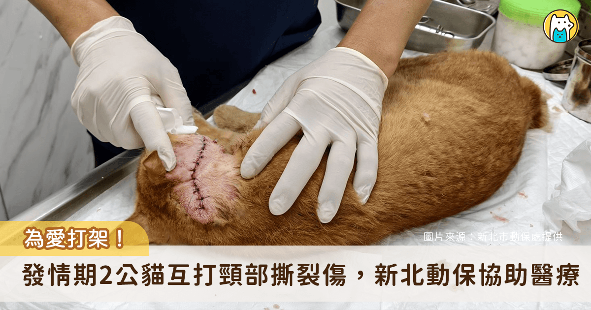 發情期雄性貓咪為了爭奪交配機會經常大打出手，新北市萬里區 2 隻公貓在路邊打架，滿臉傷痕的蜷縮在路邊角落，新北市動保處接獲通報立即派員協助救援，將傷貓帶回進行醫療。
