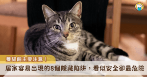 都市人要工作，每天獨留貓咪在家 10 多個小時是件很平常的事，但事實上，在家裡許多看似安全的地方其實暗藏著被貓奴忽略的危險！記者這次整合了 8 大居家隱藏危機，貓奴必看！