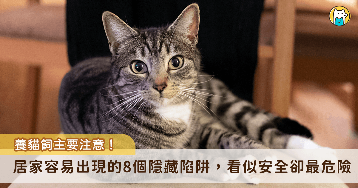 都市人要工作，每天獨留貓咪在家 10 多個小時是件很平常的事，但事實上，在家裡許多看似安全的地方其實暗藏著被貓奴忽略的危險！記者這次整合了 8 大居家隱藏危機，貓奴必看！
