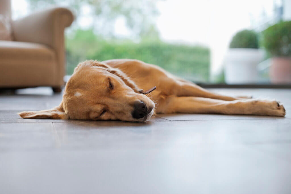 失智症又稱犬類認知功能障礙（Canine Cognitive Dysfunction Syndrome, CCD），是一種與年齡相關的大腦退化性疾病，與人類阿茲海默症類似，但不完全相同。一般常見於老年狗狗（尤其 8 歲以上），發生機率隨年齡越大越高，此外，這種認知退化現象不可逆且目前無法根治，但能透過適當照護延緩惡化並提升生活品質。