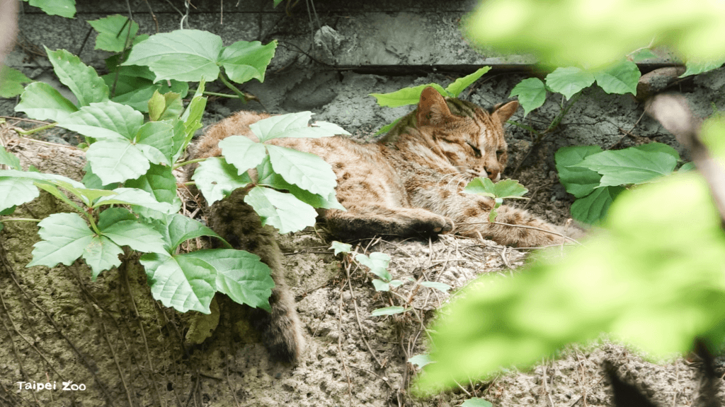 石虎奶奶再見！台北市立動物園 4 日晚間證實，園內 19 歲石虎「小母」於 5 月 1 日安詳離世，結束牠具有貢獻的一生。小母因救傷計畫來到動物園擔任石虎保育大使，陪伴民眾近 8 年的時光，消息傳出後許多民眾紛紛湧入動物園臉書悼念。