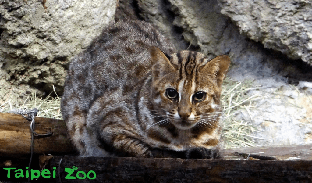 石虎奶奶再見！台北市立動物園 4 日晚間證實，園內 19 歲石虎「小母」於 5 月 1 日安詳離世，結束牠具有貢獻的一生。小母因救傷計畫來到動物園擔任石虎保育大使，陪伴民眾近 8 年的時光，消息傳出後許多民眾紛紛湧入動物園臉書悼念。