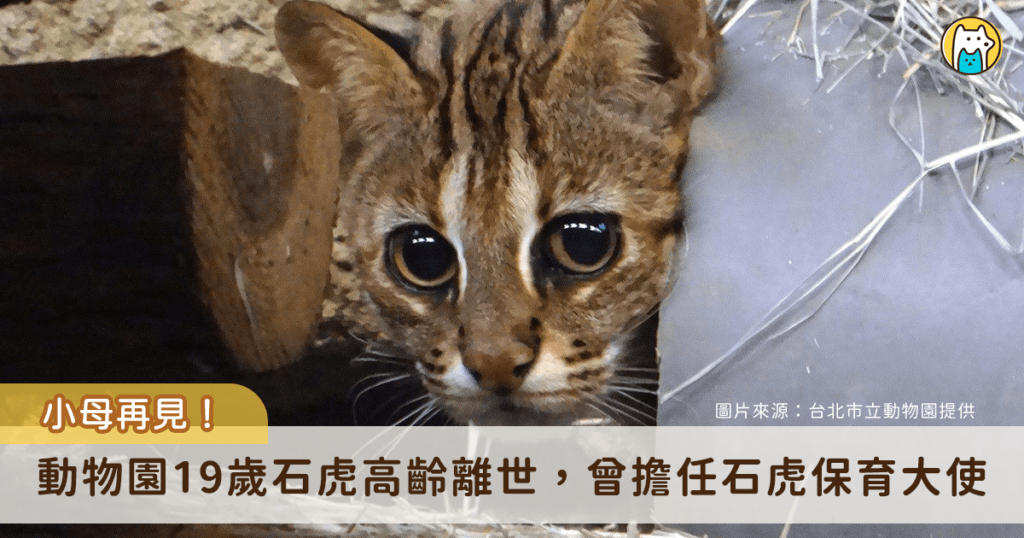 石虎奶奶再見！台北市立動物園 4 日晚間證實，園內 19 歲石虎「小母」於 5 月 1 日安詳離世，結束牠具有貢獻的一生。小母因救傷計畫來到動物園擔任石虎保育大使，陪伴民眾近 8 年的時光，消息傳出後許多民眾紛紛湧入動物園臉書悼念。
