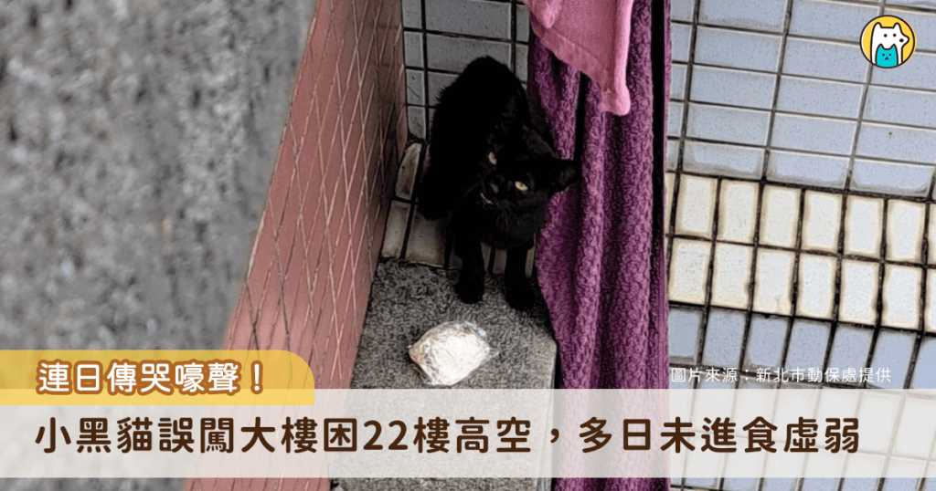 新北市淡水區一棟大樓傳出貓咪連日哀嚎聲，經社區管理委員會多日巡查，發現一隻小黑貓受困於 22 樓女兒牆外側屋簷，處境危急。新北市動保處接獲通報派員協助，所幸經歷 3 小時的救援，順利將貓隻平安救下，後續安排獸醫治療照護。