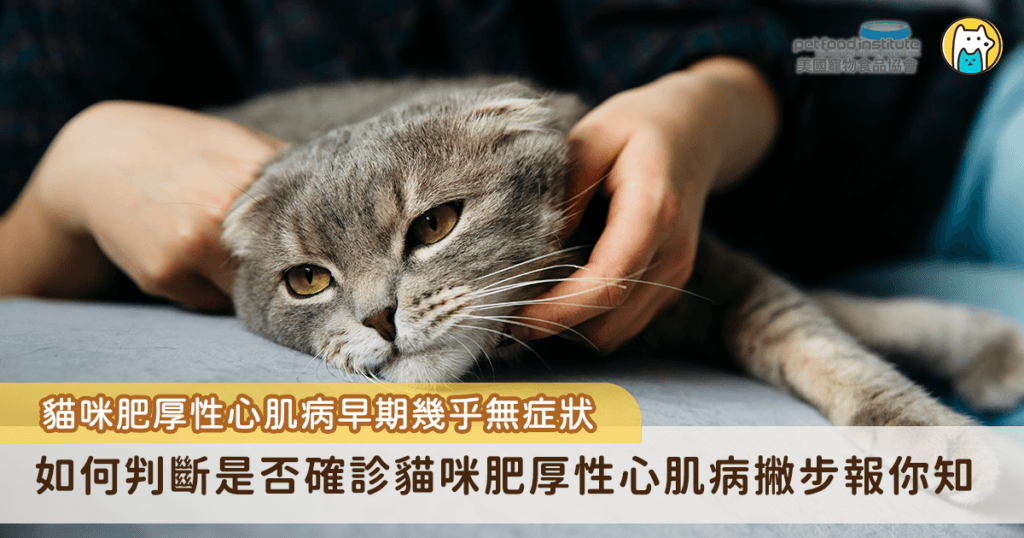 貓咪肥厚性心肌病（Hypertrophic Cardiomyopathy, HCM）是最常見的貓心臟疾病之一，其特徵是心肌異常增厚，尤其是左心室壁變厚，這種變化會讓心室空間變小，使心臟在舒張時無法充分充血，泵血效率下降。表面上可能看似心臟變「強壯」，實際上卻是功能失常的開始，長期可能導致代謝循環障礙或心衰竭。