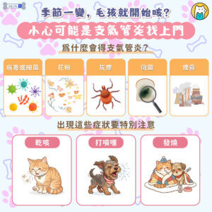 每逢季節交替，氣溫與濕度忽冷忽熱，不只人容易感冒，犬貓的呼吸道也會受到影響。許多飼主會發現，毛孩在這段時間特別容易出現咳嗽、打噴嚏或喘氣的情形，其中常見原因之一就是「支氣管炎」。這是一種發生在氣管與支氣管的發炎反應，若沒有及時處理，可能演變為慢性問題，長期影響毛孩健康。因此，掌握相關症狀與照護方式相當重要。