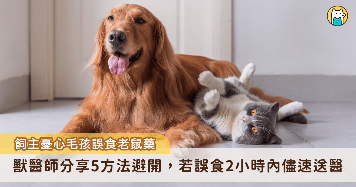 台北市去 (2025) 年 11 月出現首例漢他病毒，鼠患問題浮上檯面，市府近日開始在各公園投放老鼠藥試圖消減數量，卻也讓寵物飼主憂心，帶毛孩散步時可能誤食導致中毒。隆安動物醫院院長分享 5 個保護毛孩遠離老鼠藥的方法，以及若是毛孩不小心吃到老鼠藥或老鼠屍體的緊急處理方法。