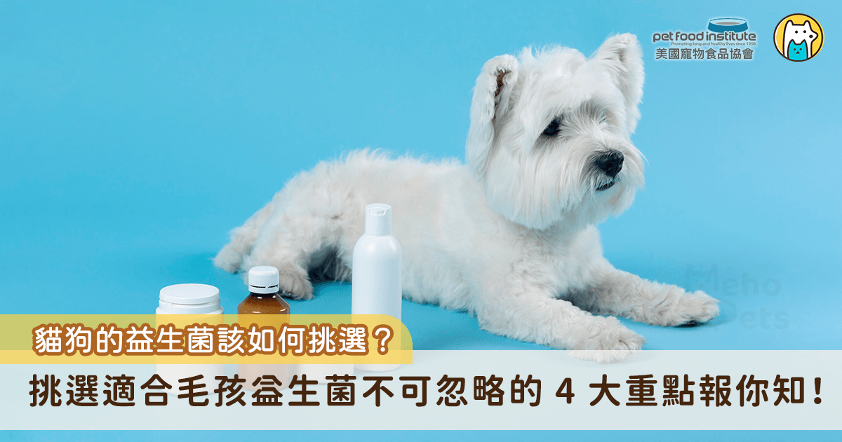 腸道其實不只是一個消化食物的地方，更是重要的免疫防線，毛孩體內有相當大比例的免疫細胞分布在腸道中。而益生菌作為一種活性微生物，適量補充時可以幫助增加腸道內的好菌數量，改善菌叢平衡，當菌叢平衡時，好菌能幫助抑制壞菌生長、維持腸道屏障完整，也能促進營養吸收。反之，若腸道環境失衡，不只影響消化，長期下來甚至可能影響毛孩免疫力。