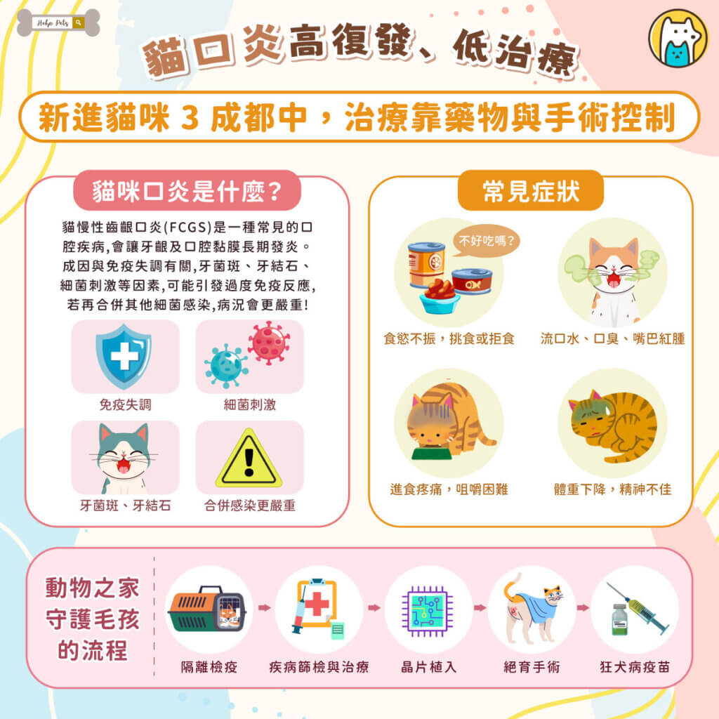 飼主惡夢!貓口炎高復發、低治癒 收容所新進貓咪 3 成都中,治療靠藥物與手術控制 新北市三峽一隻虎斑浪貓「魷魚哥」,因罹患嚴重口炎被通報救援,送至動保處時不僅因疼痛整天蜷縮角落,還出現食慾不振、體重下降等情形。照護期間,獸醫師除了進行藥物治療,也搭配軟質食物、口腔清潔與耐心陪伴,經過一段時間照顧後,魷魚哥逐漸恢復食慾與精神,嘴角流口水情況也明顯改善,重新找回健康模樣。
