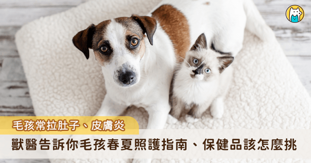 春夏毛孩皮膚癢、打噴嚏! 獸醫分享春夏照護指南、保健品該吃哪些 春夏季節交替之際,氣溫逐漸升高、濕度也明顯增加,不少飼主會發現家中毛孩開始頻繁抓癢、掉毛變多,甚至出現打噴嚏、軟便、食慾下降等情況。對此,國寶動物醫院的楊靜宇獸醫師提醒,台灣屬於亞熱帶氣候,春夏期間高溫潮濕,往往也是細菌、黴菌與寄生蟲活躍的高峰期,若平時沒有做好環境管理與保健,毛孩健康問題容易一次爆發。
