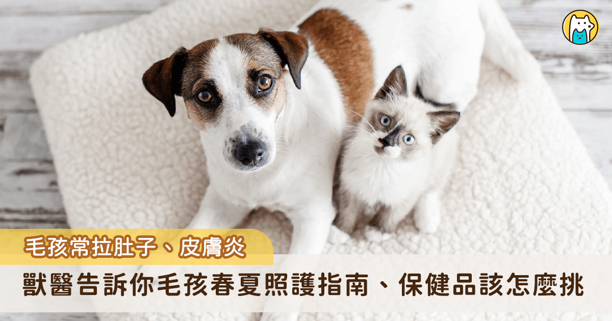 春夏季節交替之際，氣溫逐漸升高、濕度也明顯增加，不少飼主會發現家中毛孩開始頻繁抓癢、掉毛變多，甚至出現打噴嚏、軟便、食慾下降等情況。對此，國寶動物醫院的楊靜宇獸醫師提醒，台灣屬於亞熱帶氣候，春夏期間高溫潮濕，往往也是細菌、黴菌與寄生蟲活躍的高峰期，若平時沒有做好環境管理與保健，毛孩健康問題容易一次爆發。