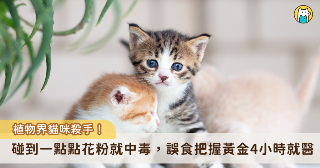 家中擺放盆栽具有點綴生活空間的效果，但美麗的植物可能導致毛孩中毒。部分常見居家植物對貓隻具有強烈毒性，其中「百合花」更被列為頭號殺手，接觸到一點點花粉即可導致貓咪中毒，新北市動保處歸納「居家植物紅綠燈」清單，呼籲飼主在布置居家環境前務必先行核對，給貓咪一個真正安全的家。