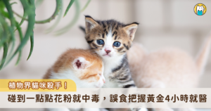 家中擺放盆栽具有點綴生活空間的效果，但美麗的植物可能導致毛孩中毒。部分常見居家植物對貓隻具有強烈毒性，其中「百合花」更被列為頭號殺手，接觸到一點點花粉即可導致貓咪中毒，新北市動保處歸納「居家植物紅綠燈」清單，呼籲飼主在布置居家環境前務必先行核對，給貓咪一個真正安全的家。