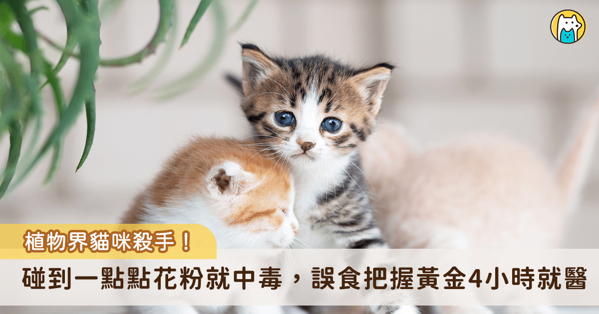 家中擺放盆栽具有點綴生活空間的效果，但美麗的植物可能導致毛孩中毒。部分常見居家植物對貓隻具有強烈毒性，其中「百合花」更被列為頭號殺手，接觸到一點點花粉即可導致貓咪中毒，新北市動保處歸納「居家植物紅綠燈」清單，呼籲飼主在布置居家環境前務必先行核對，給貓咪一個真正安全的家。