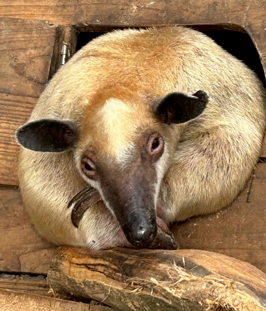 動物園11歲食蟻獸「黑妞」出逃! 動物園曝最後行蹤協尋 台北市立動物園 11 歲食蟻獸「黑妞」從園區脫逃,18 日晚間從室內活動空間進入戶外活動場,隨後便失去行蹤,而活動場內香蕉樹因被黑妞攀爬而斷裂,研判小食蟻獸「黑妞」將香蕉樹作為爬跳板離開戶外活動場。動物園已立即啟動搜尋機制,並呼籲民眾一同注意黑妞的行蹤。