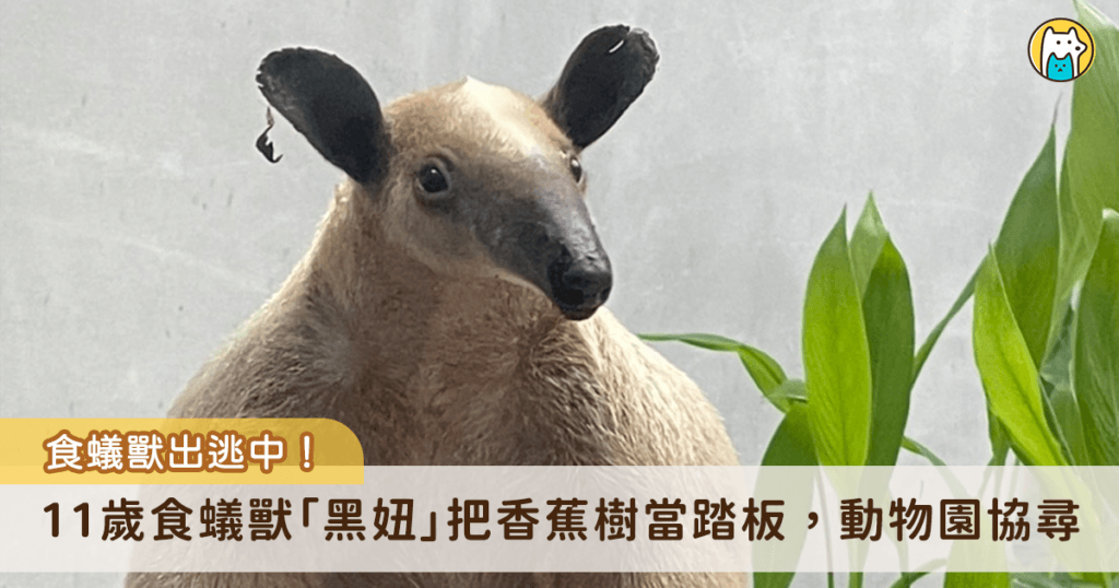 動物園11歲食蟻獸「黑妞」出逃! 動物園曝最後行蹤協尋 台北市立動物園 11 歲食蟻獸「黑妞」從園區脫逃,18 日晚間從室內活動空間進入戶外活動場,隨後便失去行蹤,而活動場內香蕉樹因被黑妞攀爬而斷裂,研判小食蟻獸「黑妞」將香蕉樹作為爬跳板離開戶外活動場。動物園已立即啟動搜尋機制,並呼籲民眾一同注意黑妞的行蹤。
