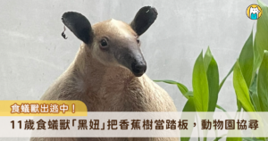 台北市立動物園 11 歲食蟻獸「黑妞」從園區脫逃，18 日晚間從室內活動空間進入戶外活動場，隨後便失去行蹤，而活動場內香蕉樹因被黑妞攀爬而斷裂，研判小食蟻獸「黑妞」將香蕉樹作為爬跳板離開戶外活動場。動物園已立即啟動搜尋機制，並呼籲民眾一同注意黑妞的行蹤。