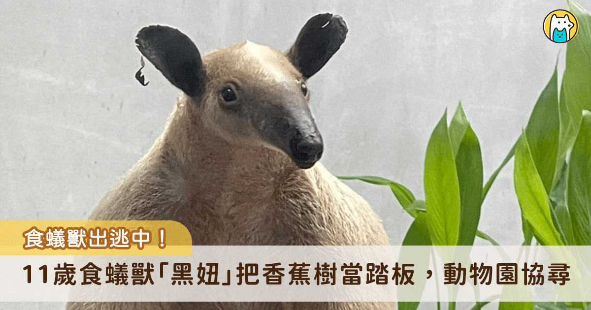 台北市立動物園 11 歲食蟻獸「黑妞」從園區脫逃，18 日晚間從室內活動空間進入戶外活動場，隨後便失去行蹤，而活動場內香蕉樹因被黑妞攀爬而斷裂，研判小食蟻獸「黑妞」將香蕉樹作為爬跳板離開戶外活動場。動物園已立即啟動搜尋機制，並呼籲民眾一同注意黑妞的行蹤。