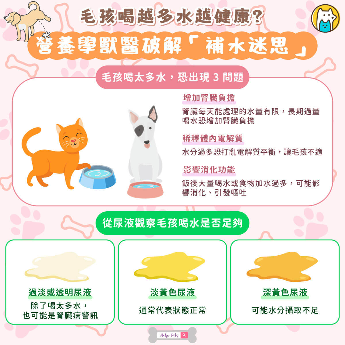 許多飼主會刻意幫毛孩增加喝水量，希望能預防腎臟病。不過韓國營養醫學獸醫 Tammie 提醒，喝水並非越多越好，過量補水反而可能增加身體負擔。