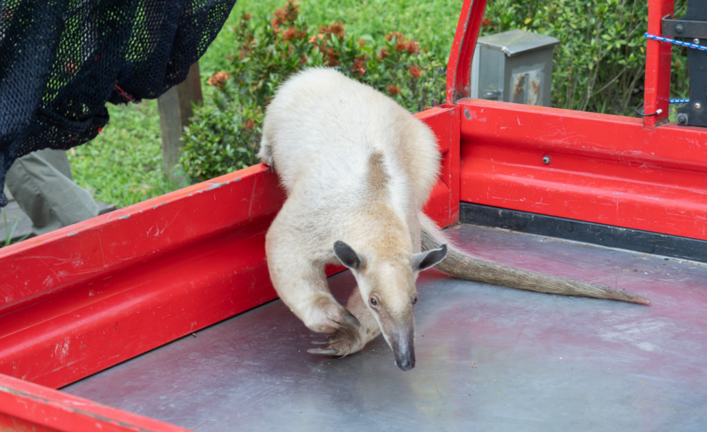 台北市立動物園食蟻獸「黑妞」18 日從室外活動場逃家，7 日後傳出好消息，動保員在環園道路上發現正在蹓躂的黑妞，立即將牠帶回獸醫院留置觀察，目前初步檢查無外傷，將在休息穩定後做進一步檢查。