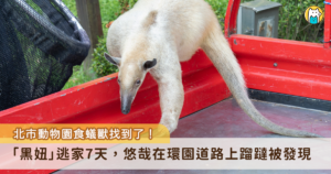 台北市立動物園食蟻獸「黑妞」18 日從室外活動場逃家，7 日後傳出好消息，動保員在環園道路上發現正在蹓躂的黑妞，立即將牠帶回獸醫院留置觀察，目前初步檢查無外傷，將在休息穩定後做進一步檢查。