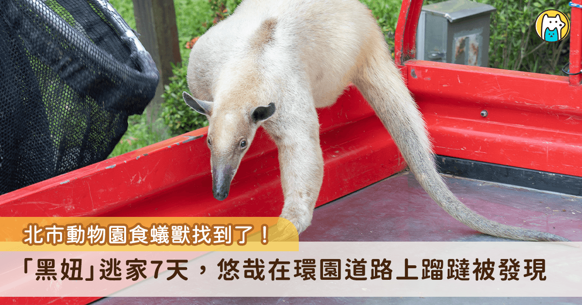 台北市立動物園食蟻獸「黑妞」18 日從室外活動場逃家，7 日後傳出好消息，動保員在環園道路上發現正在蹓躂的黑妞，立即將牠帶回獸醫院留置觀察，目前初步檢查無外傷，將在休息穩定後做進一步檢查。