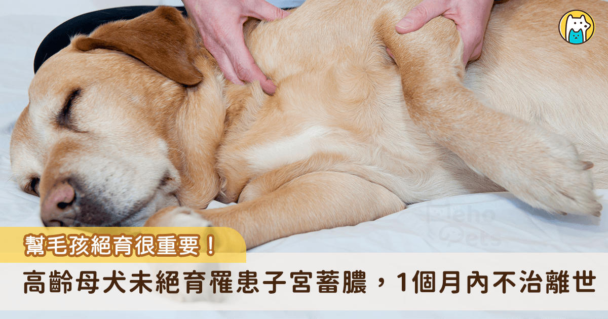 犬貓隨著年齡增長，未絕育所衍生的疾病風險會逐漸升高。新北市板橋區一名飼主過去曾飼養一隻母犬「草莓」，因缺乏絕育觀念，以至於愛犬草莓晚年高齡時罹患子宮蓄膿，病發後 1 個月內離世。新北市動保處提醒，犬貓進行結紮能預防生殖系統疾病，同時更是落實飼主責任。