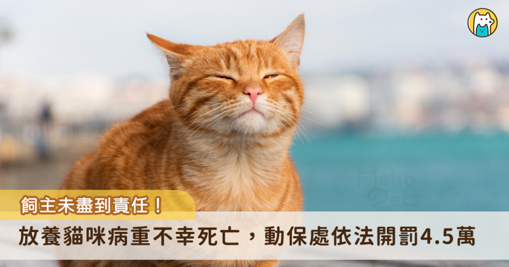 新北市汐止區有民眾發現一隻流浪貓狀況極差，緊急協助送醫後，經掃描晶片確認為有主貓隻。遺憾的是，該貓咪因病重不幸死亡，飼主經通知後未到案說明原因。由於飼主疏縱及未完成防疫措施等違規行為，違反動保法及動物傳染病防治條例，新北市動保處依法處以新台幣 4 萬 5000 元罰鍰。