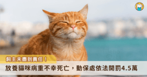 新北市汐止區有民眾發現一隻流浪貓狀況極差，緊急協助送醫後，經掃描晶片確認為有主貓隻。遺憾的是，該貓咪因病重不幸死亡，飼主經通知後未到案說明原因。由於飼主疏縱及未完成防疫措施等違規行為，違反動保法及動物傳染病防治條例，新北市動保處依法處以新台幣 4 萬 5000 元罰鍰。