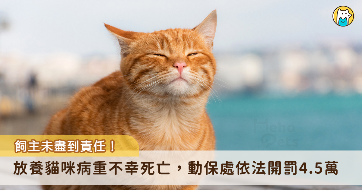 新北市汐止區有民眾發現一隻流浪貓狀況極差，緊急協助送醫後，經掃描晶片確認為有主貓隻。遺憾的是，該貓咪因病重不幸死亡，飼主經通知後未到案說明原因。由於飼主疏縱及未完成防疫措施等違規行為，違反動保法及動物傳染病防治條例，新北市動保處依法處以新台幣 4 萬 5000 元罰鍰。