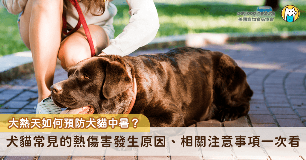 台灣夏季高溫經常飆破 30 度，對犬貓來說，不是只有「出門太久」或「過度曝曬」才會出問題，日常環境悶熱、身體缺水與電解質失衡，同樣會累積成健康危機。尤其短吻犬貓、肥胖犬貓等高危險族群的散熱能力更為受限，因此不只是在夏季減少非必要的戶外活動，日常預防尤為重要。