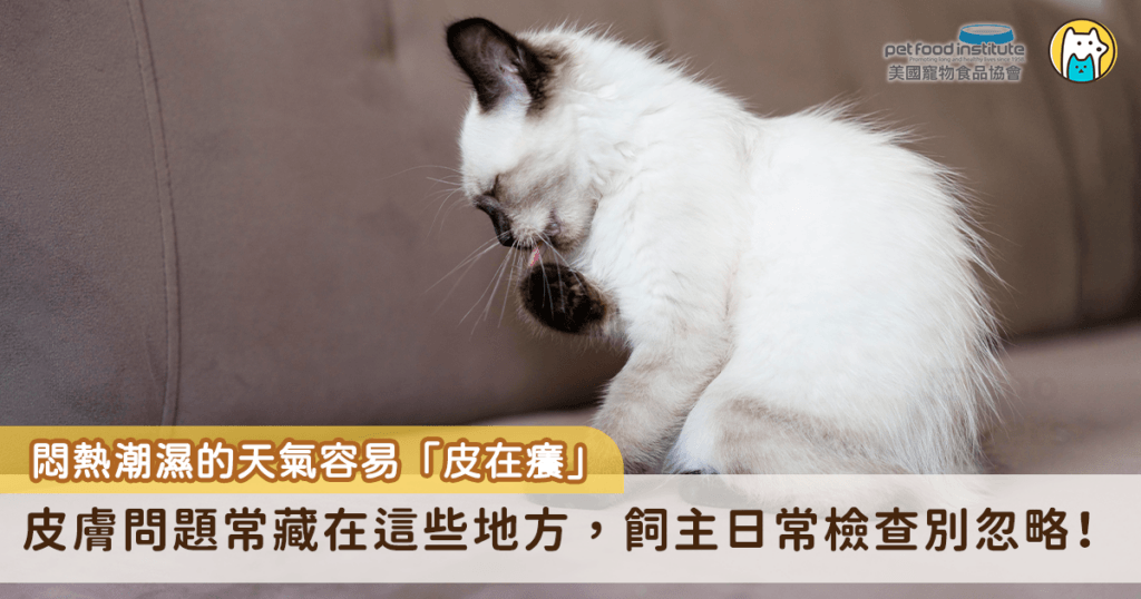 連續陰雨、悶熱潮濕的天氣裡，不少飼主會發現，家裡明明開了除濕機，貓狗卻還是抓耳朵、舔腳趾、蹭臉，甚至在肚皮或腋下出現泛紅。這是因為高溫又潮濕的天氣可能讓寵物皮膚不適更明顯，而原本的皮膚狀態、清潔習慣、生活環境與體質，也都會影響寵物的皮膚健康。尤其是皮膚皺褶較多、耳道容易悶住、毛量較厚或本身曾有皮膚問題的寵物，更容易出現反覆搔癢，像是鬥牛犬系、巴哥犬、沙皮犬，以及部分柴犬、黃金獵犬等，飼主會更需要把皮膚檢查變成日常習慣。