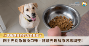 入夏之後，原本一放飯就吃光的狗狗或貓咪，開始對著碗裡的飼料興趣缺缺，吃幾口就走開，進食時間也越來越不固定，不少飼主第一個念頭是「是不是挑食了」或「飼料不合胃口」，於是急著換口味，結果反而越換越不吃。其實天氣熱時的食慾變化，和活動、散熱與消化都有關係，先理解原因再調整，通常比一直換飼料來得有效。
