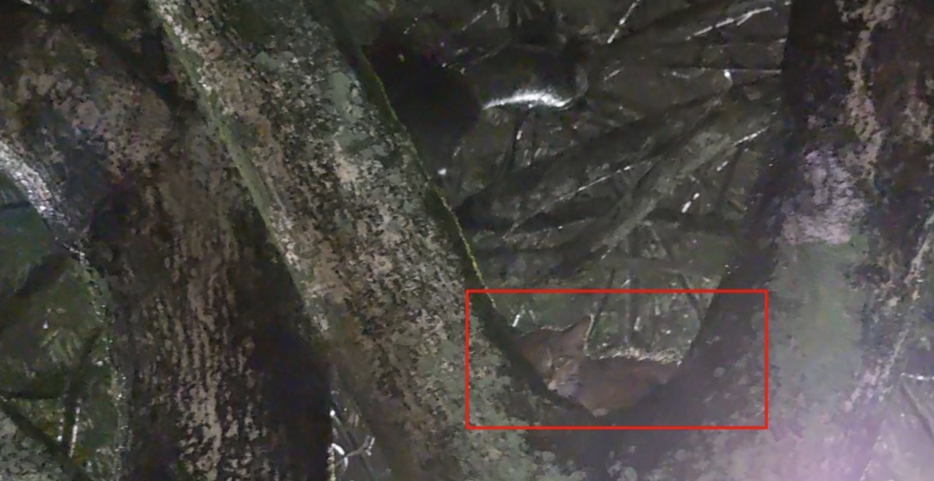 新北市汐止區一位民眾日前發現有一隻小在公車牌對面的樹上待了 2-3 天，遲遲未離開，意識到小貓可能受困，協助通報救援。新北市動保處立即派員與警消合作，搭乘雲梯將受困小貓順利救下。
