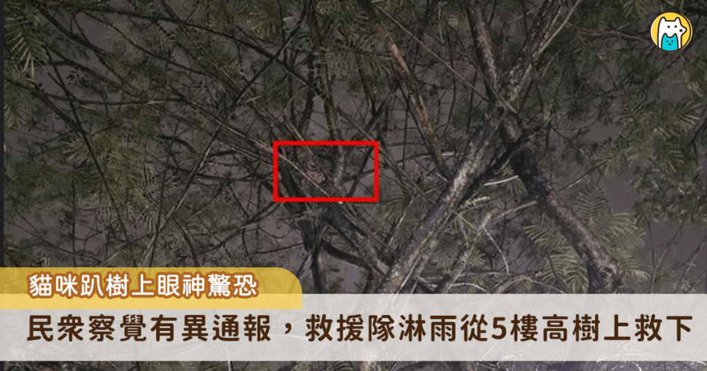 新北市汐止區一位民眾日前發現有一隻小在公車牌對面的樹上待了 2-3 天，遲遲未離開，意識到小貓可能受困，協助通報救援。新北市動保處立即派員與警消合作，搭乘雲梯將受困小貓順利救下。