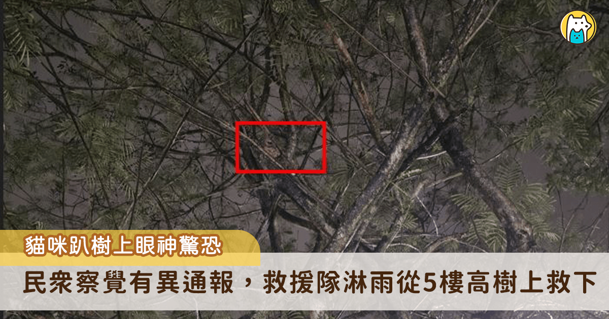 新北市汐止區一位民眾日前發現有一隻小在公車牌對面的樹上待了 2-3 天，遲遲未離開，意識到小貓可能受困，協助通報救援。新北市動保處立即派員與警消合作，搭乘雲梯將受困小貓順利救下。