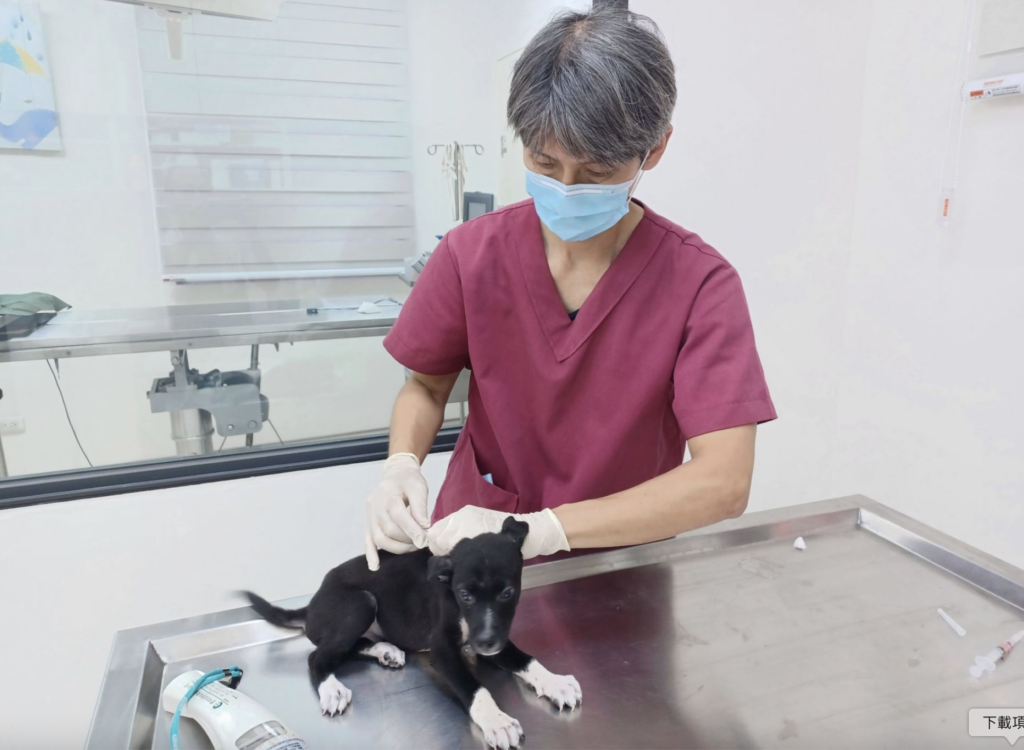 2個月幼犬掉進大排水溝上不來 獲救後露白襪+甜笑萌翻 新北市動保處日前接獲民眾通報,土城區中央路三段 281 巷旁大排水溝內發現一隻受困幼犬。動保員到場後發現,大排水溝深度約有 2 至 3 層樓高,地形陡峭且救援不易,經評估現場環境後,利用長鋁梯垂降至溝底,順利將幼犬救援上來,成功化解一場驚險意外。