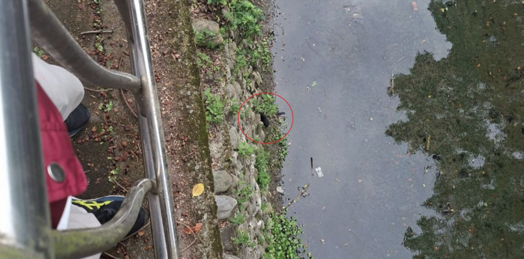 2個月幼犬掉進大排水溝上不來 獲救後露白襪+甜笑萌翻 新北市動保處日前接獲民眾通報,土城區中央路三段 281 巷旁大排水溝內發現一隻受困幼犬。動保員到場後發現,大排水溝深度約有 2 至 3 層樓高,地形陡峭且救援不易,經評估現場環境後,利用長鋁梯垂降至溝底,順利將幼犬救援上來,成功化解一場驚險意外。