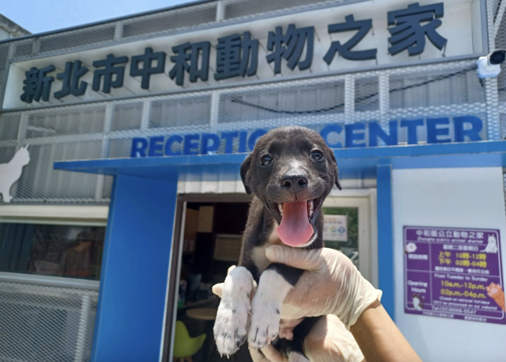 2個月幼犬掉進大排水溝上不來 獲救後露白襪+甜笑萌翻 新北市動保處日前接獲民眾通報,土城區中央路三段 281 巷旁大排水溝內發現一隻受困幼犬。動保員到場後發現,大排水溝深度約有 2 至 3 層樓高,地形陡峭且救援不易,經評估現場環境後,利用長鋁梯垂降至溝底,順利將幼犬救援上來,成功化解一場驚險意外。