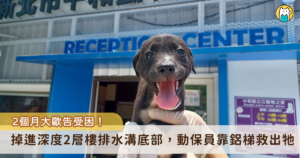 新北市動保處日前接獲民眾通報，土城區中央路三段 281 巷旁大排水溝內發現一隻受困幼犬。動保員到場後發現，大排水溝深度約有 2 至 3 層樓高，地形陡峭且救援不易，經評估現場環境後，利用長鋁梯垂降至溝底，順利將幼犬救援上來，成功化解一場驚險意外。