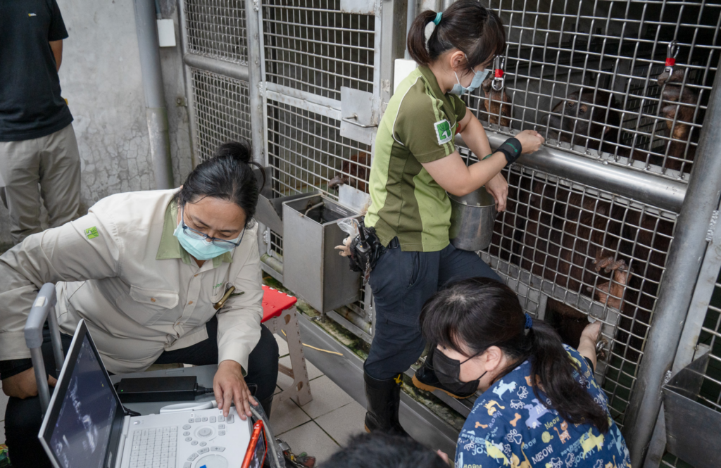 台北市立動物園今（29 日）為園內紅毛猩猩「可乙」進行一場全球罕見的分娩手術，以計畫性剖腹方式歷經 3 分鐘 50 秒產出雙胞胎，成為動物園建園 112 年以來首次非人類靈長類剖腹產。雙胞胎寶寶出生初期未能立即建立穩定自主呼吸，目前仍在高度風險觀察期。