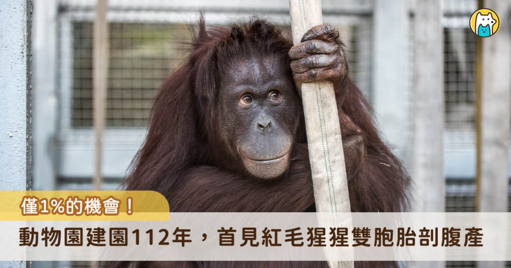 台北市立動物園今（29 日）為園內紅毛猩猩「可乙」進行一場全球罕見的分娩手術，以計畫性剖腹方式歷經 3 分鐘 50 秒產出雙胞胎，成為動物園建園 112 年以來首次非人類靈長類剖腹產。雙胞胎寶寶出生初期未能立即建立穩定自主呼吸，目前仍在高度風險觀察期。
