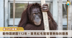 台北市立動物園今（29 日）為園內紅毛猩猩「可乙」進行一場全球罕見的分娩手術，以計畫性剖腹方式歷經 3 分鐘 50 秒產出雙胞胎，成為動物園建園 112 年以來首次非人類靈長類剖腹產。雙胞胎寶寶出生初期未能立即建立穩定自主呼吸，目前仍在高度風險觀察期。