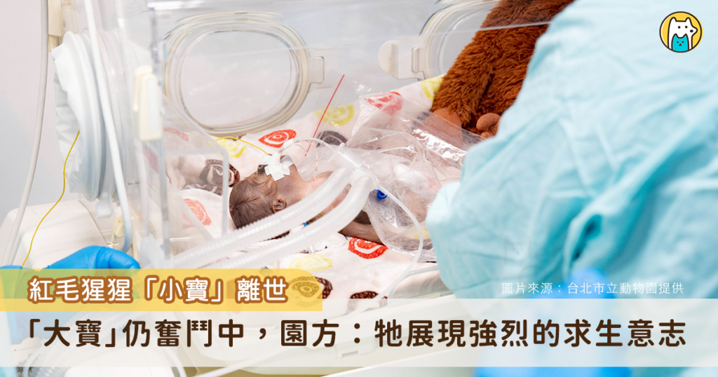 台北市立動物園紅毛猩猩懷有罕見雙胞胎，日前早產剖腹，胎兒因尚未發展完全，術後被送往加護病房，由獸醫師進行 24 小時全天候的密切監控。今傳出遺憾消息，其中一隻紅毛猩猩寶寶「小寶」凌晨急救無效宣告死亡，目前醫療團隊在全力照護另一隻同有呼吸窘迫狀況的「大寶」，期望牠能順利度過難關。